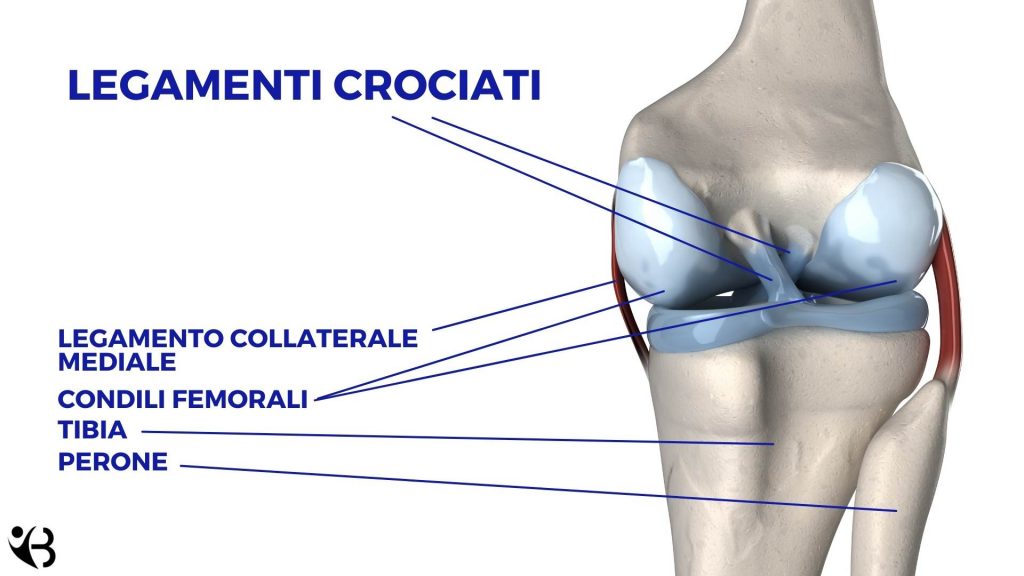 Crociato anteriore rotto: sintomi, cosa fare, esercizi e tempi di ...